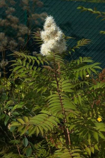 Soubor:Sorbaria sorbifolia C.jpg – Wikipedie