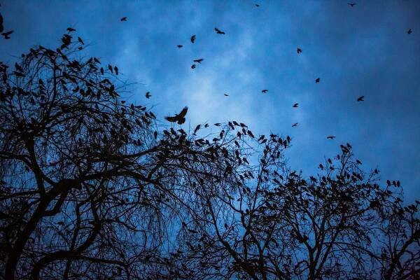 Winter Is the Perfect Time to Take Up Crow Watching