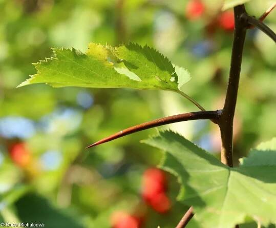 Crataegus coccinea – hloh břekolistý • Pladias: Databáze české flóry a vegetace