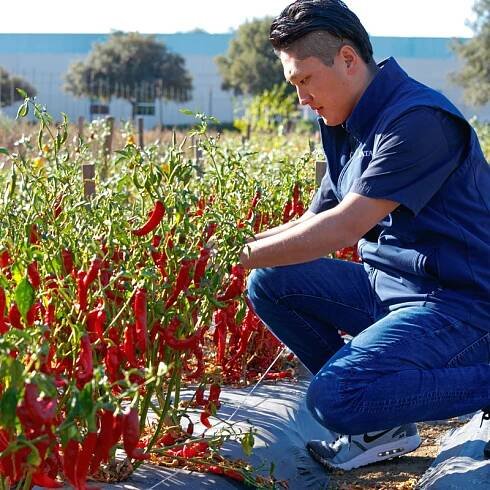 Man kneeling in front of pepper field