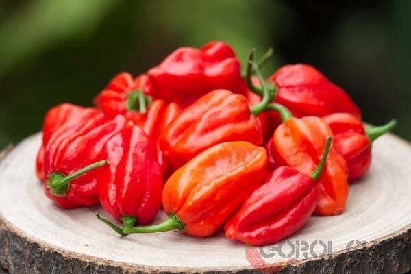 Raja Mirchi | Chilli semena | Chilli semena | Chilli semínka | Chilli omáčky | GOROL CHILLI