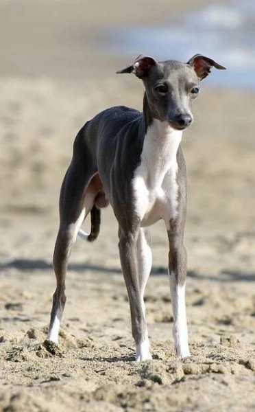 Lupavaro: Italian Greyhound breeders in Italy Il ponte dell'arcobaleno -