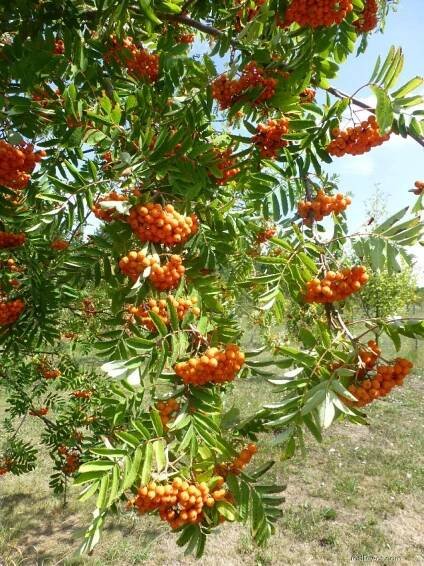 Jeřáb obecný, ptačí - Sorbus aucuparia Edulis, plody, plodenství