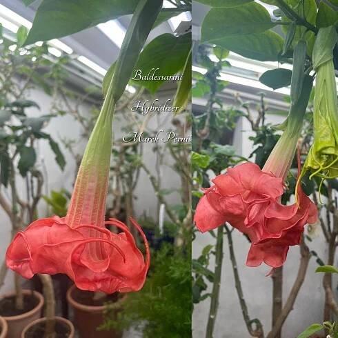 BALDESSARINI | Brugmansia
