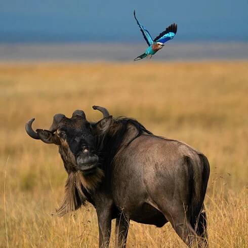 Lilac breasted roller with wildebeest