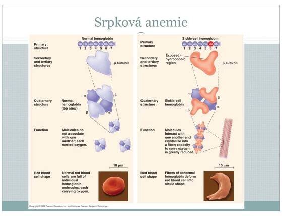 PPT - Chemická stavba buněk PowerPoint Presentation, free download - ID:2410763