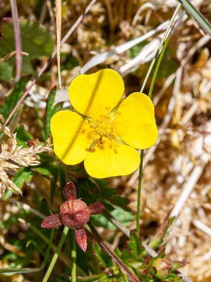 Wild Flowering Plants | Dernol Valley