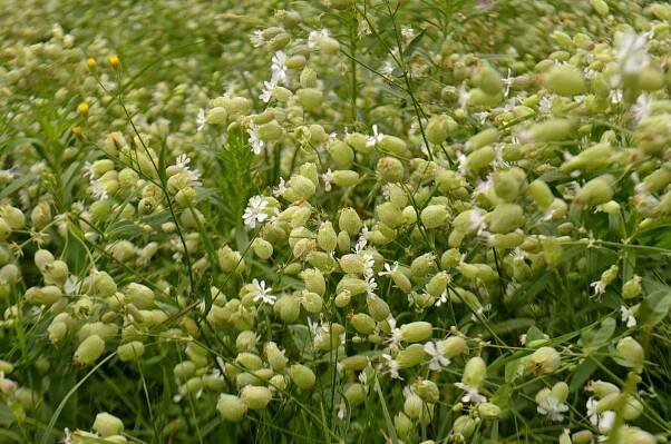 Silenka nadmutá / silene vulgaris