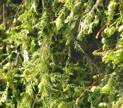 Moss photos
