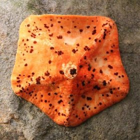 Soubor:Ambush starfish (Stegnaster inflatus).jpg – Wikipedie