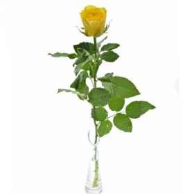 Žlutá růže SOLERO 60cm (M)