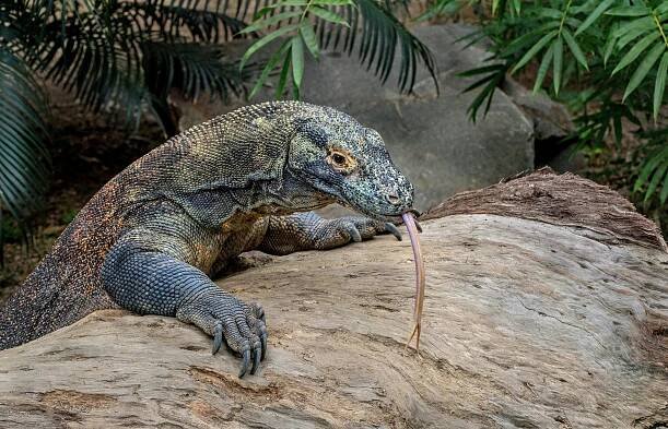 varan