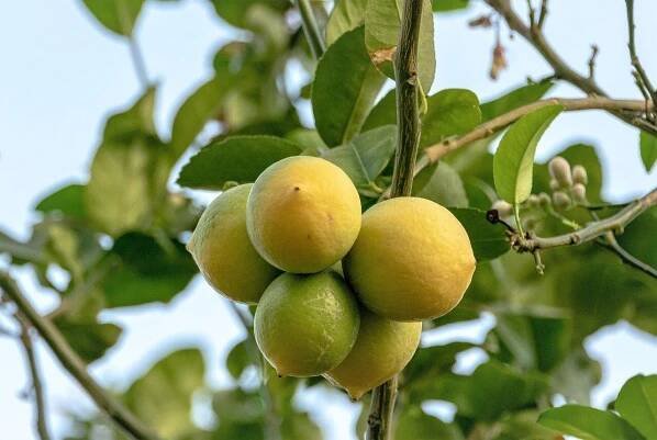 limonero arbol