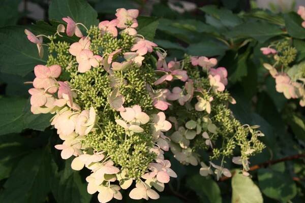 Hydrangea Unique (Unique): popis, velikost, výsadba a péče, zimní odolnost, fotografie a recenze