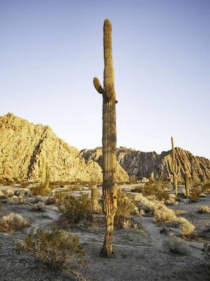 Saguaros — Mark Klett