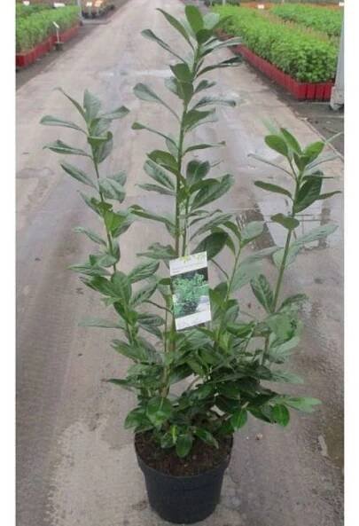 Prunus laur. 'Novita' K7,5l, 60-80cm. EAN: 8591365180978