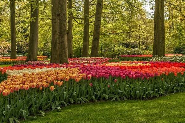 Tulipány v Keukenhof, Amsterdam a větrné mlýny v Zaanse Schans — CK Lehátko