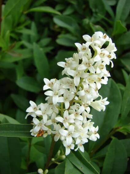 Obrázek - Ligustrum vulgare (ptačí zob obecný) | BioLib.cz