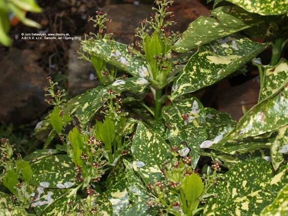 Aukuba japonská Variegata