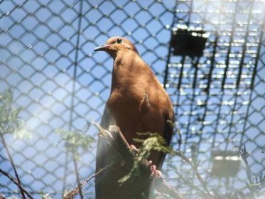 Olomoucká zoo získala z Německa vzácnou hrdličku sokorskou