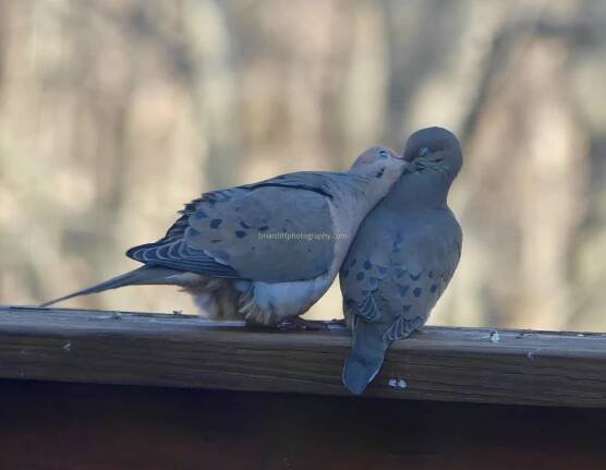 Birds – Briarcliff Photography