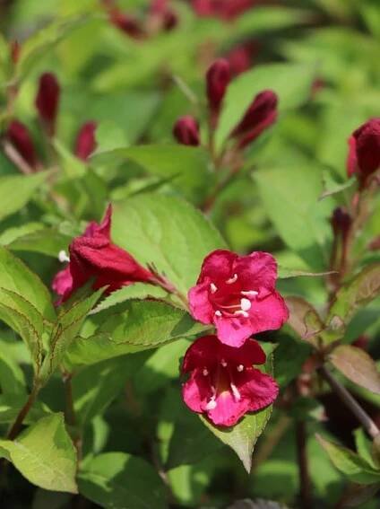Vajgélie květnatá 'Red Prince' Nelen pro zelen Weigela florida 'Red Prince' květ