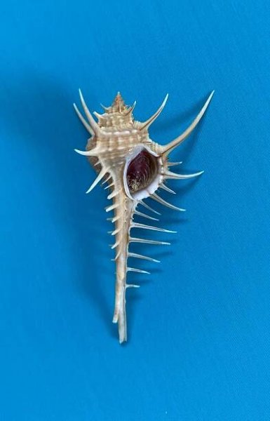 Marine gastropodes G-R - seashellfoto