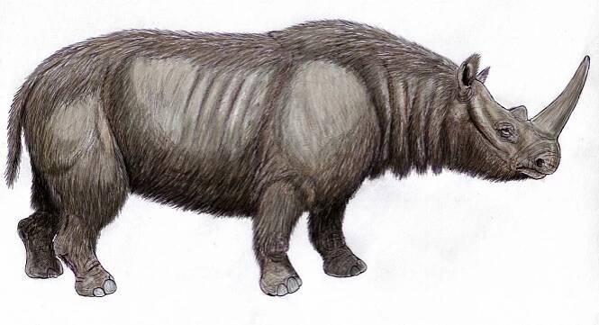 Stephanorhinus hemitoechus