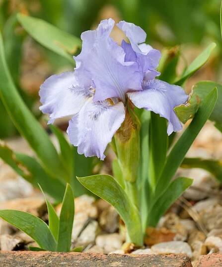 Standard Dwarf Bearded Iris 'Jeremy Brian'