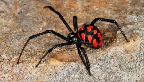 Spider Karakurt - jedovatá černá vdova, lokalita, léčba kousnutí