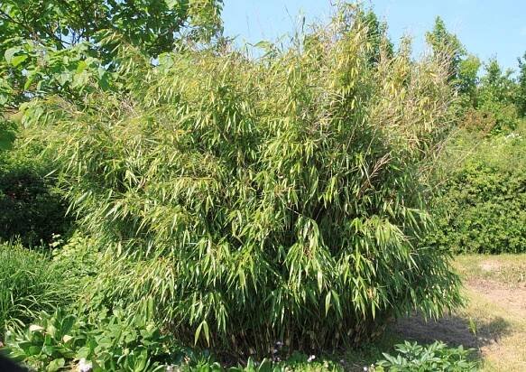 Fargesia robusta Wolong C1 - 1 litr- Bambusové rostliny