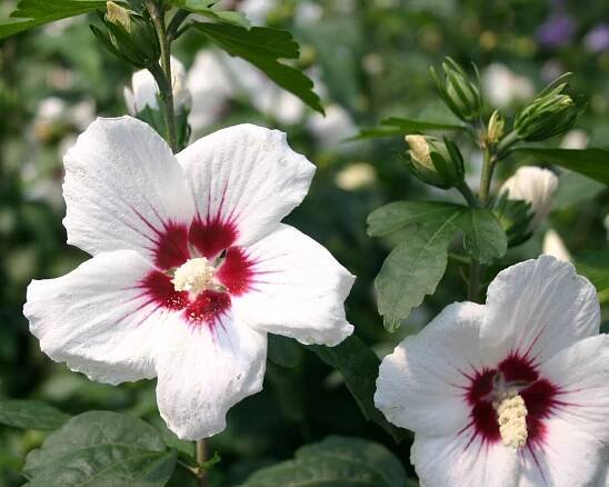 Hibiscus syriacus Red Heart - Ibišek