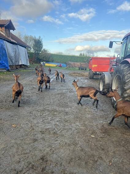 Exkurze na Kozí farmě Zerlina