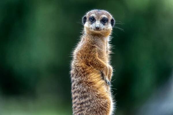 Bezplatný obrázek: Surikata nebo suricát (Suricata suricatta), savec, malá mangusta původem z jižní Afriky