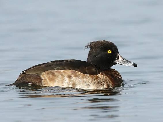 Immature male - ML301541601