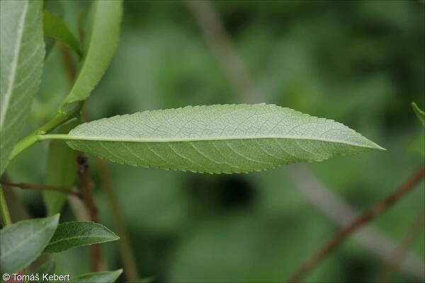Salix triandra – vrba trojmužná
