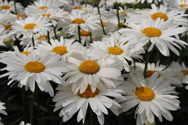 Daisy spring 2023 garden checklist