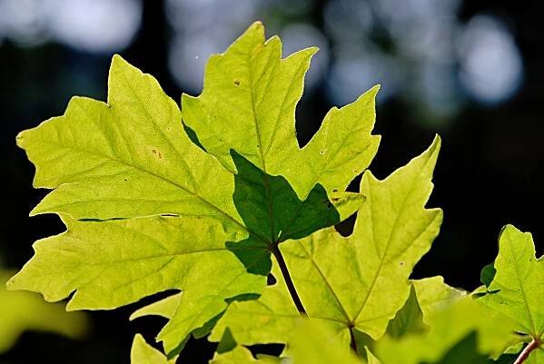 Javor Miyabeův (Acer miyabei)