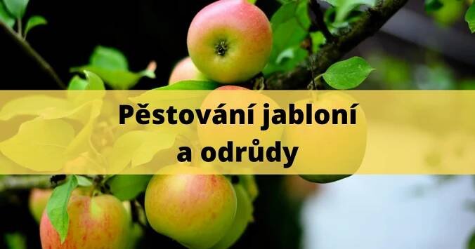 Jablone rezistentní odrůdy: průvodce pro zdravou a bohatou sklizeň ()