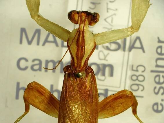 Soubor:Hymenopus coronatus head.jpg