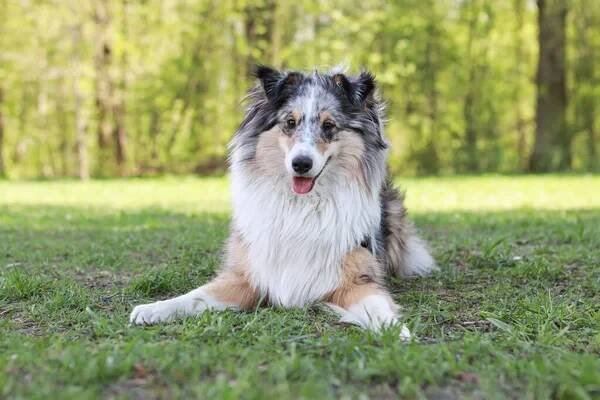 Blue Merle Shetland Sheepdog Sheltie sedí v trávě v parku. Fotografie pořízena za teplého letního dne. — Stock obrázek