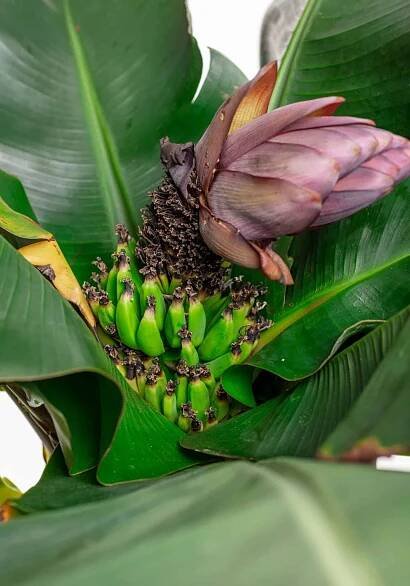 bananas growing indoors on dwarf tree (1)