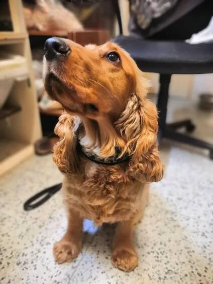 Charlie 🐾 Soukromý útulek pro opuštěné a týrané psy