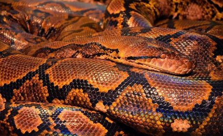 Krajta had: Charakteristika, druhy krajt a péče