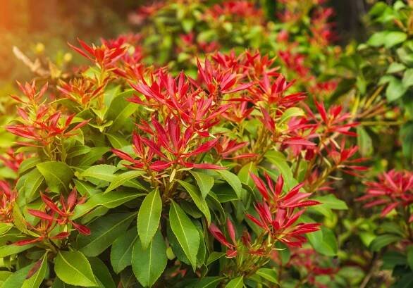 čerstvý nový jasně červený jarní růst pieris japonica, také známý jako flame of the forest nebo lilly of the valley rostlina - japanese andromeda - stock snímky, obrázky a fotky