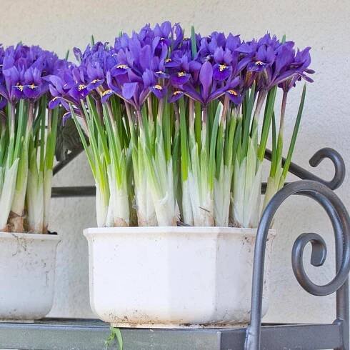 Iris Reticulata Harmony - 25 bulbs - Longfield Gardens