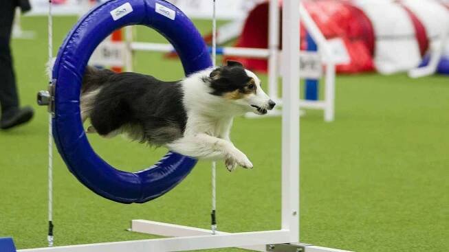 FOTO: Češi získali na Mistrovství světa v agility medaile