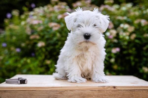 CHS ALIKA-INU - vrh B