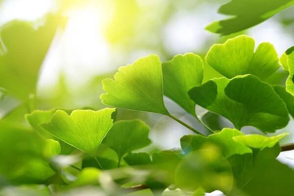 Ginkgo biloba – strom dobré paměti