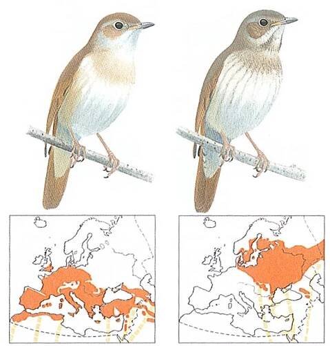 URČOVÁNÍ PTÁKŮ – birdwatcher.cz